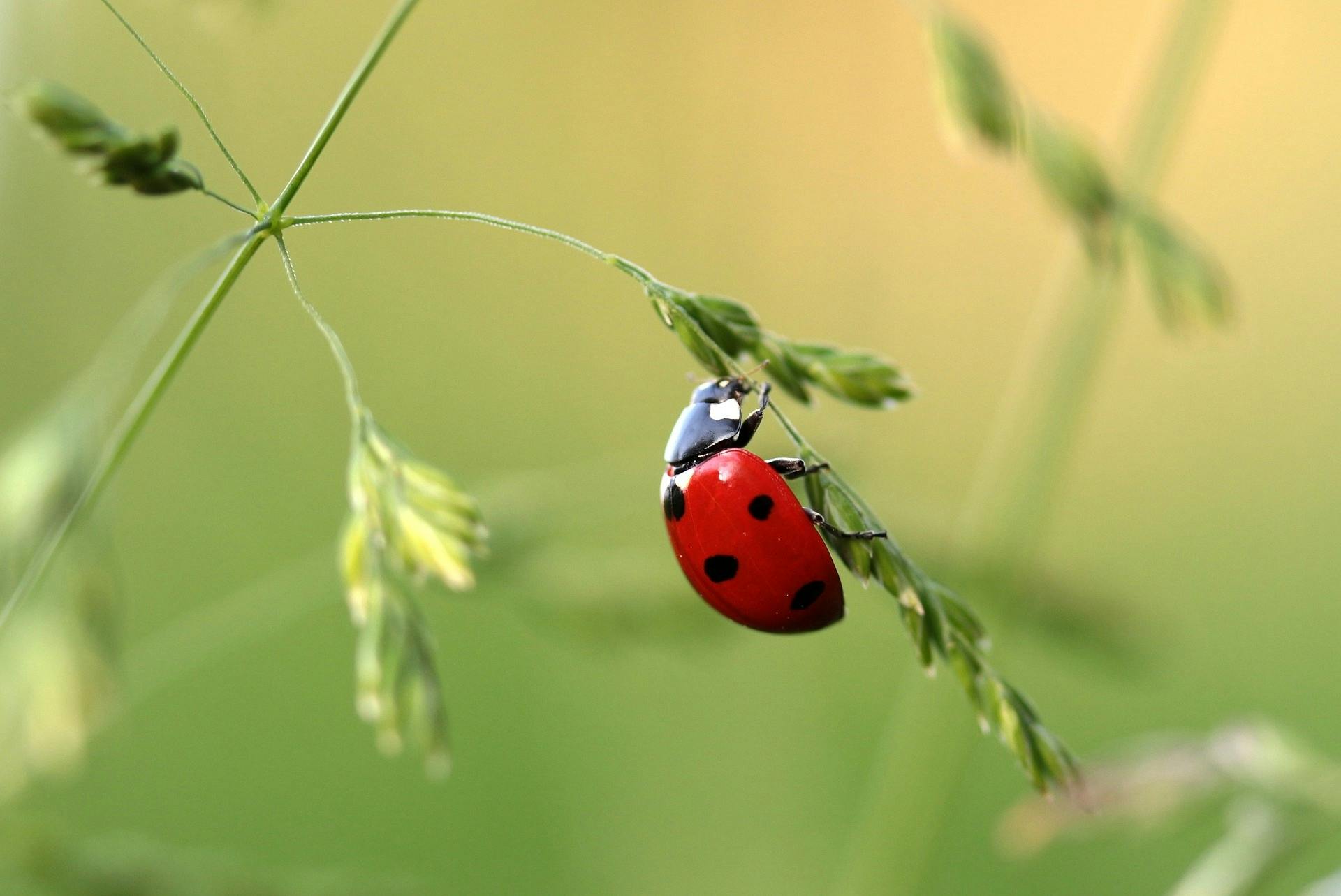 Ladybird resting in a leaf stem mid-air