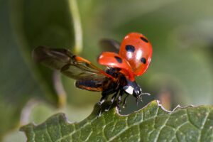 Ladybug with shell and wings spread about to fly