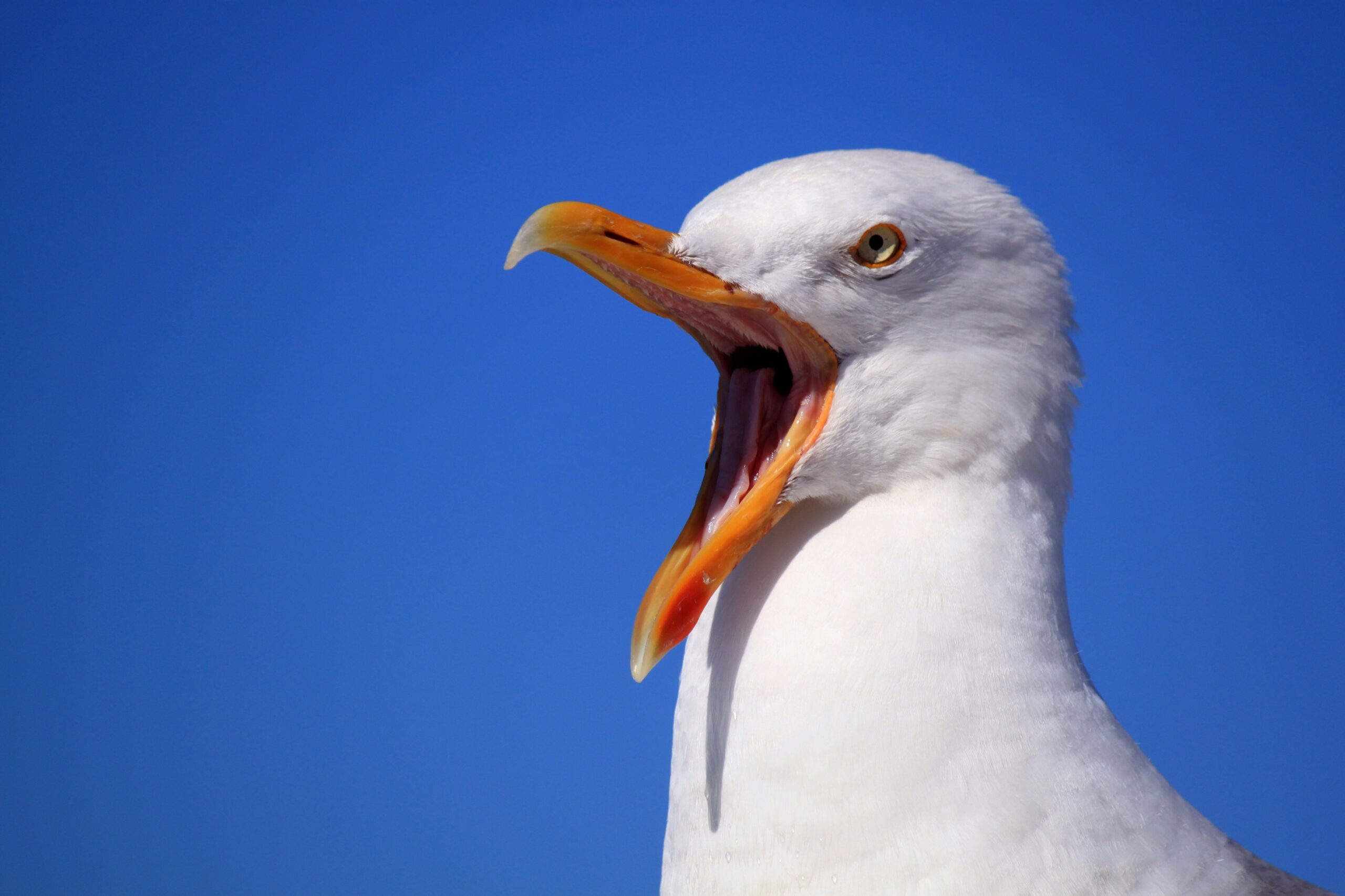 Close-up of seagull with mouth wide open (blue sky in background)