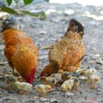 chickens and chicks eating feed