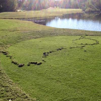 a golf fairway which has been damaged by moles