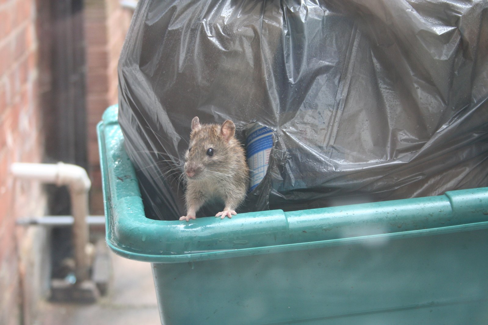 Rat in rubbish bag on top of green wheelie bin