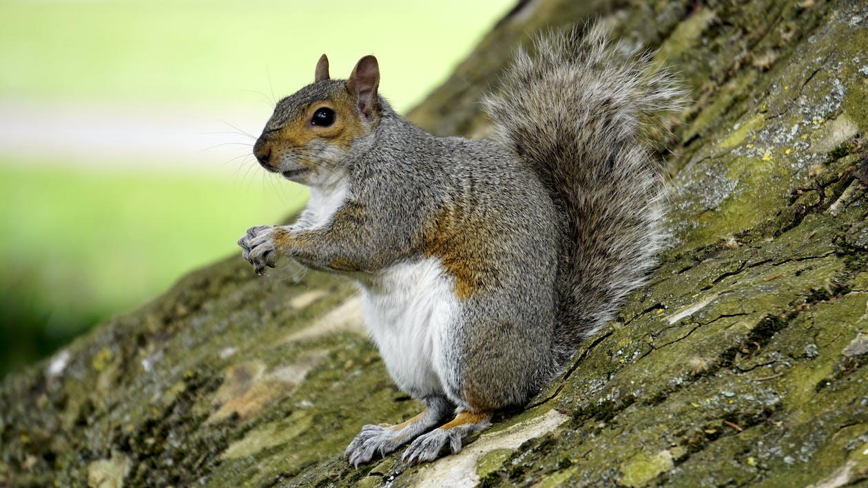 squirrel